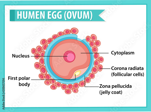 Human Egg or Ovum structure for health education infographic