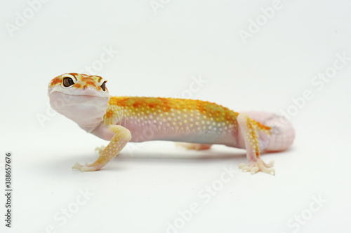 A leopard gecko (Eublepharis macularius) is posing in a distinctive style.