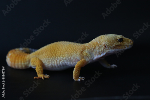 A leopard gecko (Eublepharis macularius) is posing in a distinctive style.