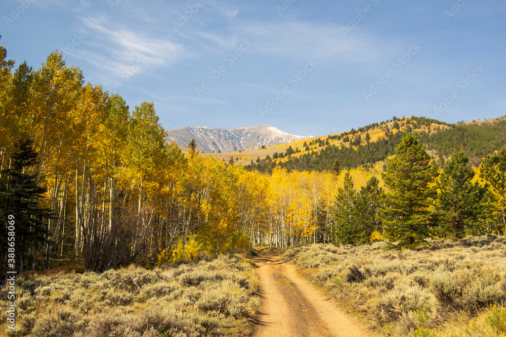 Fall 2020 along Marshall Pass Fall 2020 along Marshall Pass