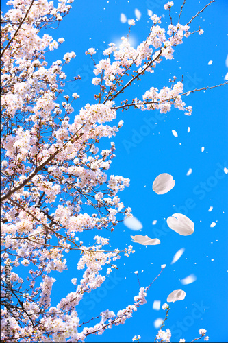 舞い散る桜の花