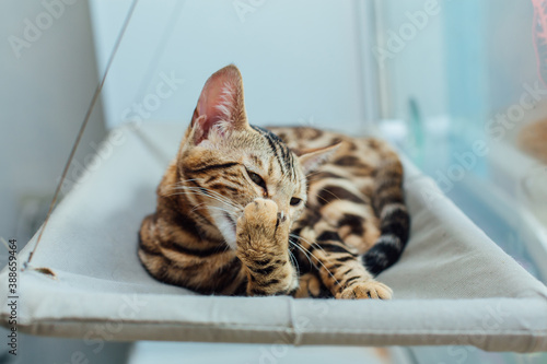 Cute little bengal kitty cat laying on the cat's window bed licking the paw. © Smile