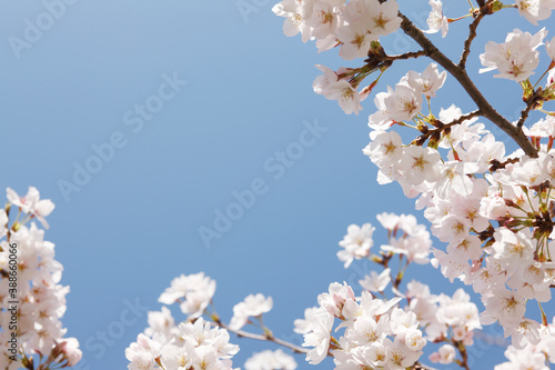 大阪城公園の桜 © Paylessimages