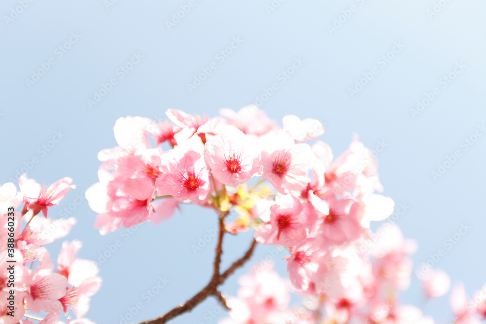 大阪城公園の桜