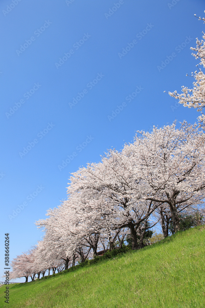 大阪、淀川河川敷の桜並木