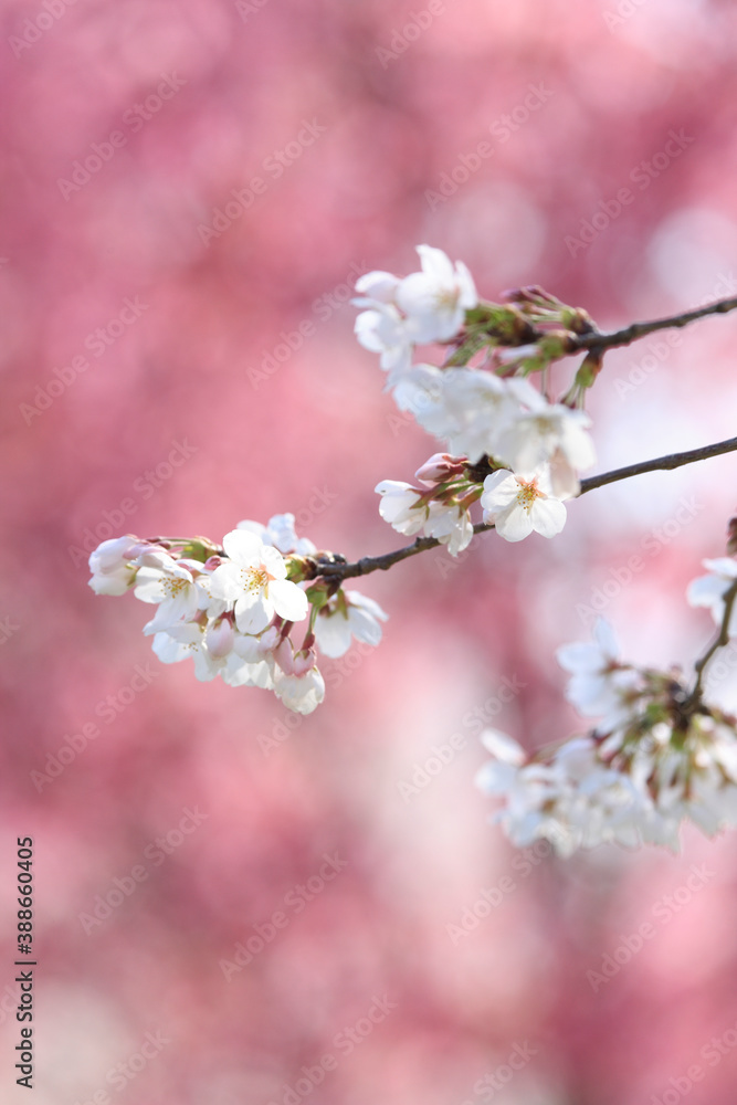 Obraz premium ソメイヨシノ