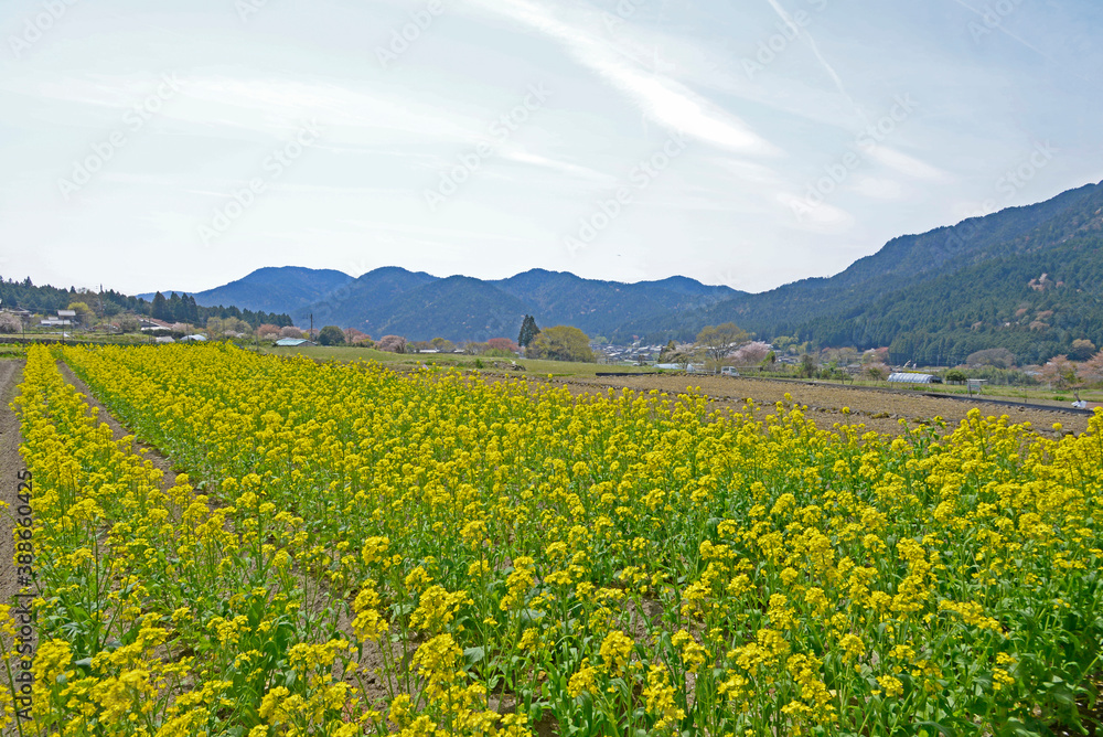 春の日本の原風景 春の日本の原風景