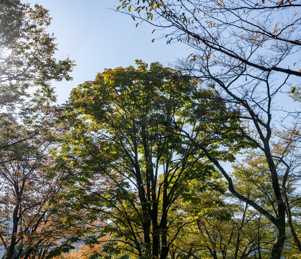 Obraz premium 樹木公園の風景