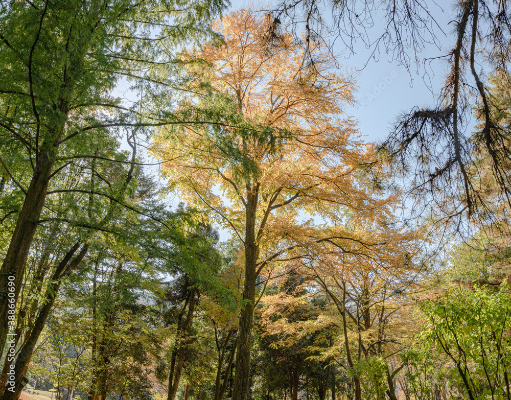 Obraz premium 樹木公園の風景