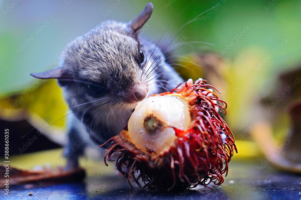 A flying squirrel (Lomys horsfieldi) is eating a rambutan.