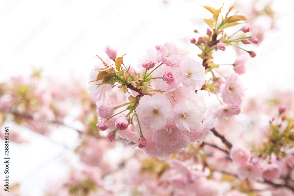 大阪、造幣局の桜