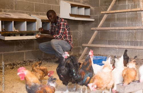 African american man farmer taking chickens eggs at chicken-house