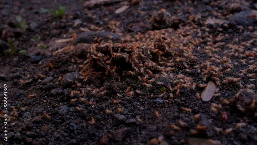 group Termites or anai-anai or white ants are social insects members of the infraordo Isoptera, part of the order Blattodea which are widely known as pests. group Termites or anai-anai or white ants are social insects members of the infraordo Isoptera, part of the order Blattodea which are widely known as pests.