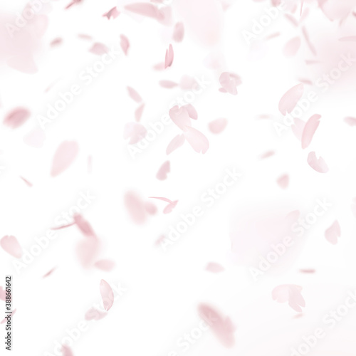 舞い散る桜吹雪