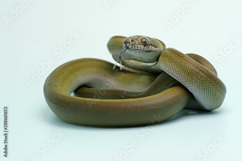 A Papuan Olive Python (Apodora papuana) is showing aggressive behavior. photo