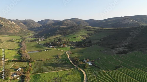 Swartland vineyards, in South Africa photo