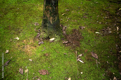 緑色の苔と落ち葉と木の幹
green moss, some fallen leaves and a stem