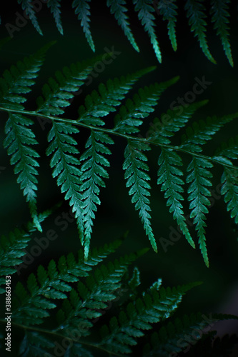 fern leaves dark green