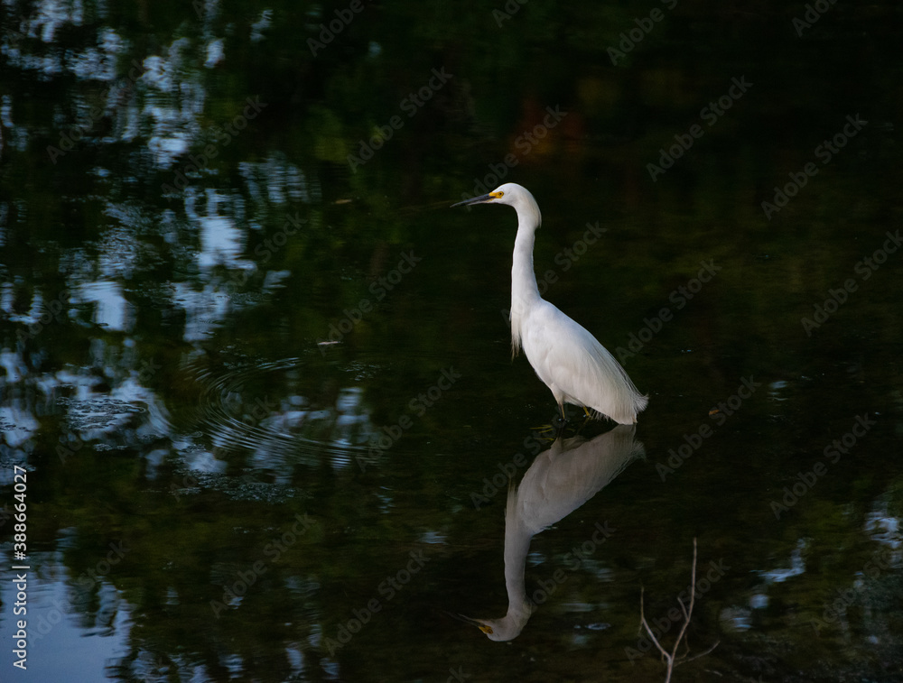 Naklejka premium snowy egret