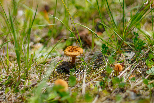 in the grass there is a small bright mushrooms photo