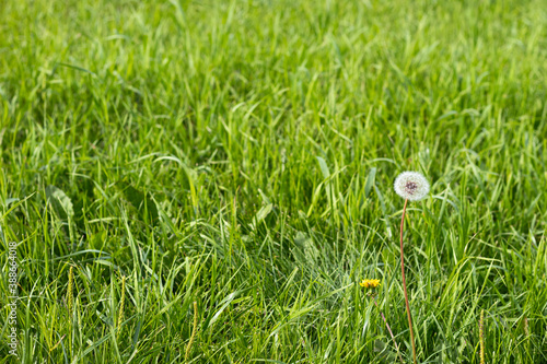 dandelion stands upright on stem in green grass meadow on bright warm sunny day