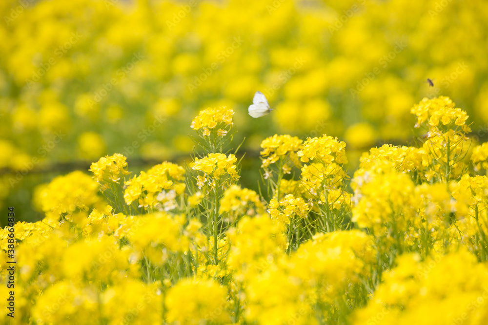 Obraz premium 菜の花とモンシロチョウ