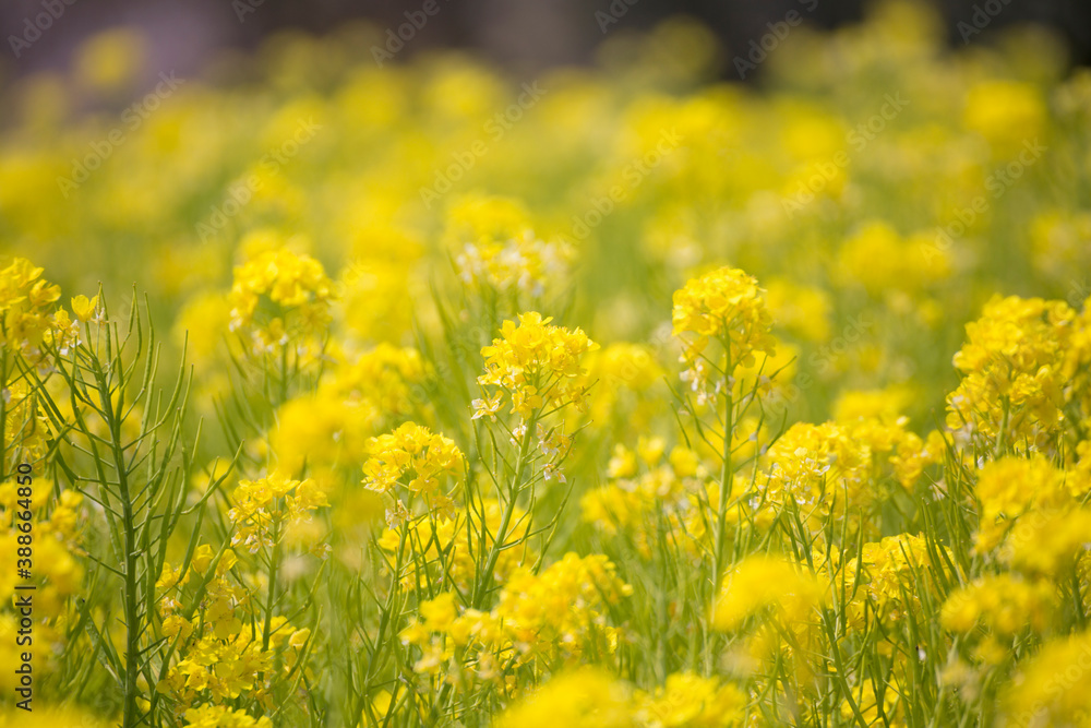 Fototapeta premium 菜の花