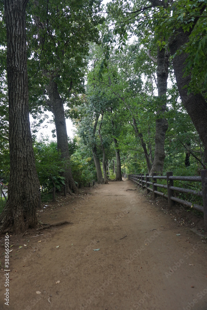 Naklejka premium 静かな午後の玉川上水遊歩道