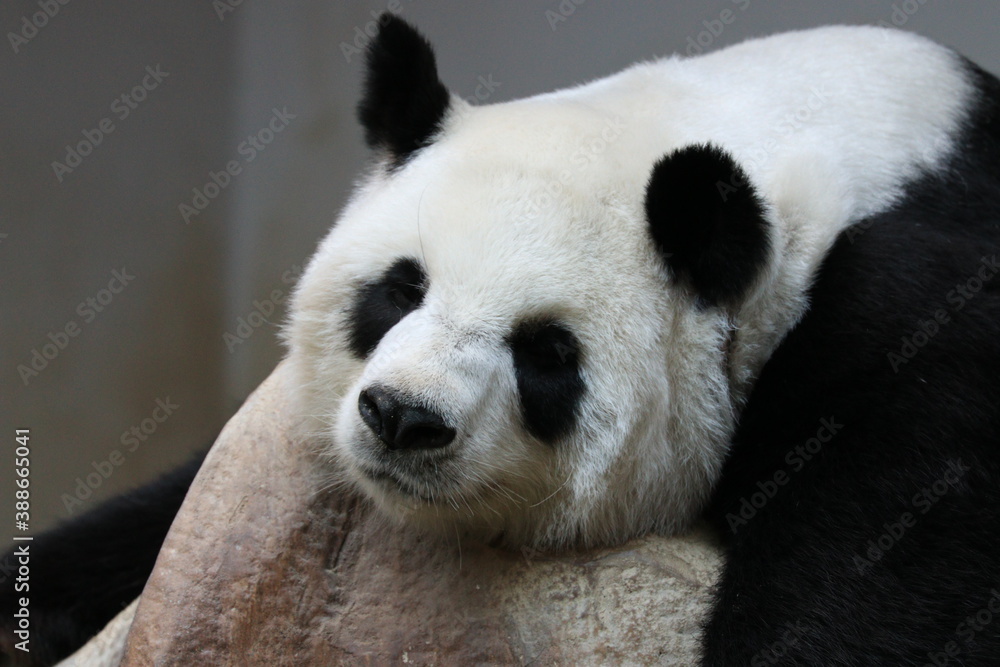 Sweet Panda is Sleeping , Chiangmai, Thailand Sweet Panda is Sleeping , Chiangmai, Thailand