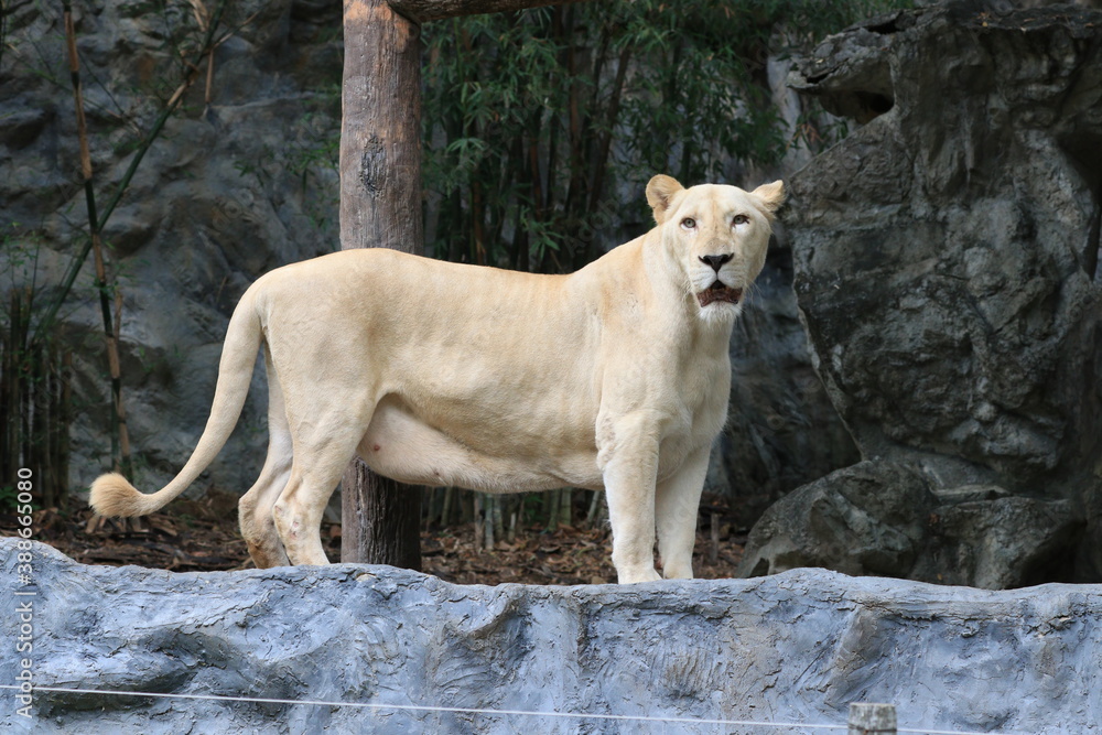 Lioness in the Zoo, Looking at the Audience Lioness in the Zoo, Looking at the Audience