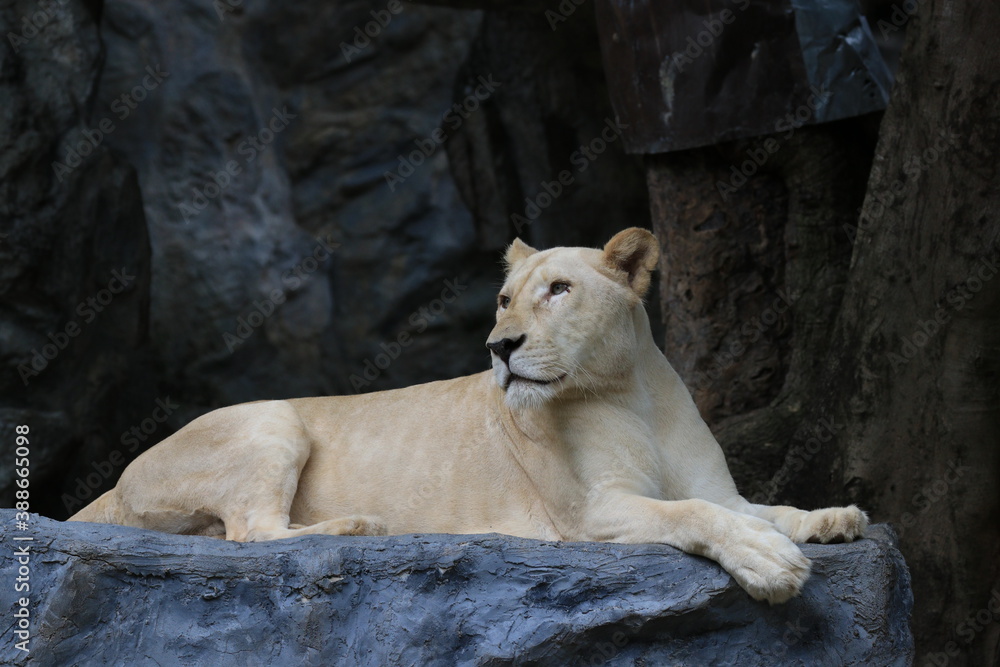 Lioness in the Zoo, Sitting on the Rock Lioness in the Zoo, Sitting on the Rock