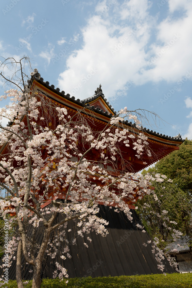 仁和寺の鐘楼と桜