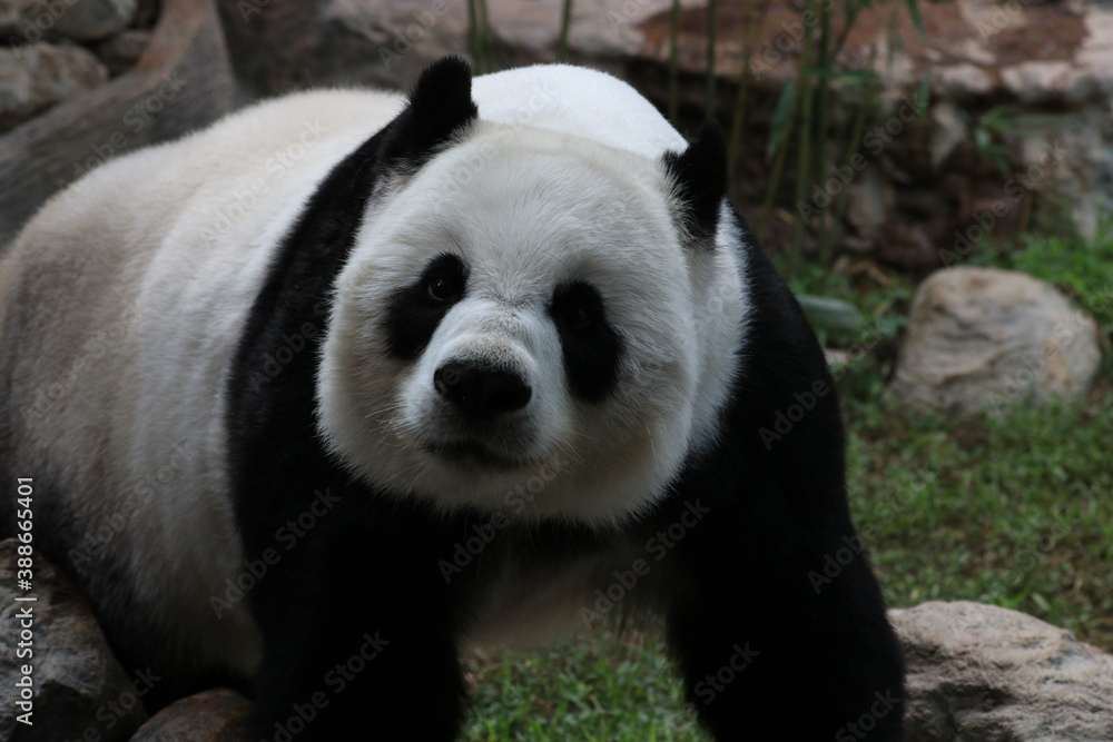 Curious Giant Panda Looking at the Audience Curious Giant Panda Looking at the Audience