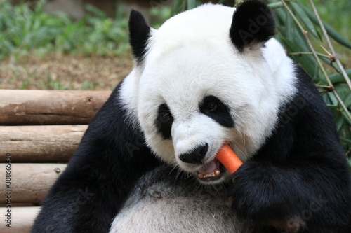 giant panda eating fresh carrot