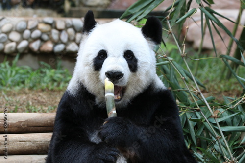 Happy Female Panda Eating Bamboo Shoot  Chiangmai   Thailand