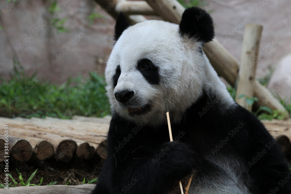 Fototapeta premium giant panda eating bamboo