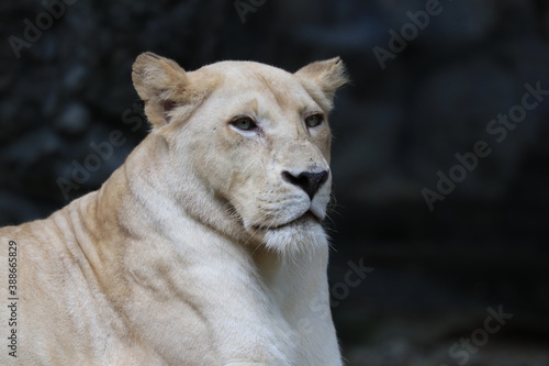 Lioness relaxing on the Rock, Chiangmai Zoo, Thailand