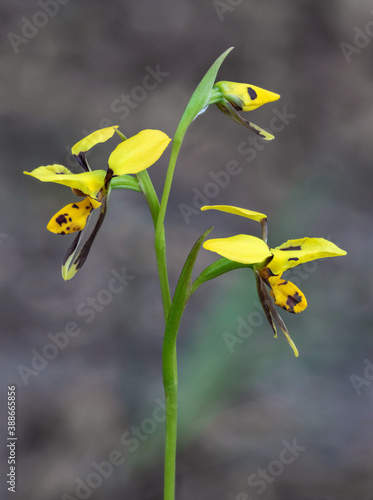 Tiger Orchid (Diuris sulphurea) - endemic to eastern Australia