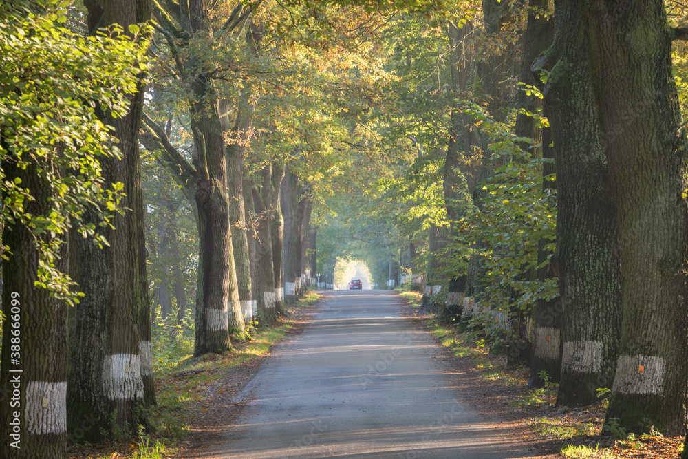 Fototapeta premium Country road running through tree alley. Way along the autumn trees in the morning. Beautiful sunny day in landscape.