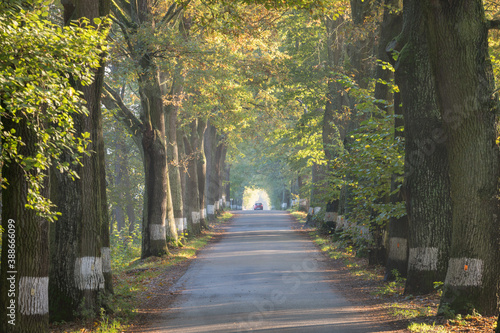 Country road running through tree alley. Way along the autumn trees in the morning. Beautiful sunny day in landscape.