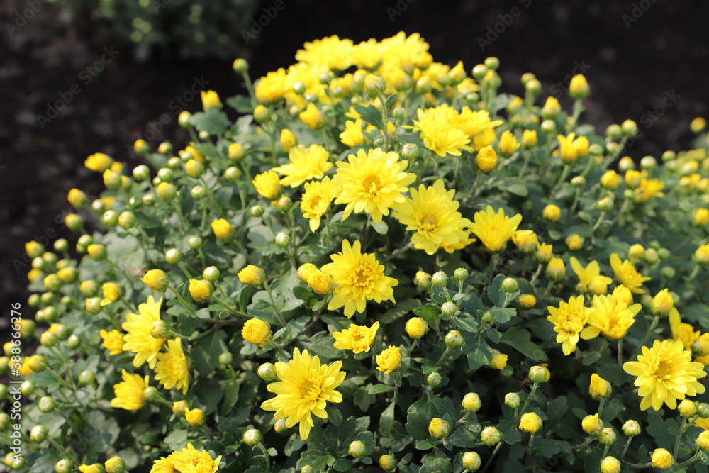 秋の公園に咲く黄色い菊の花(西洋ぎく) 秋の公園に咲く黄色い菊の花(西洋ぎく)