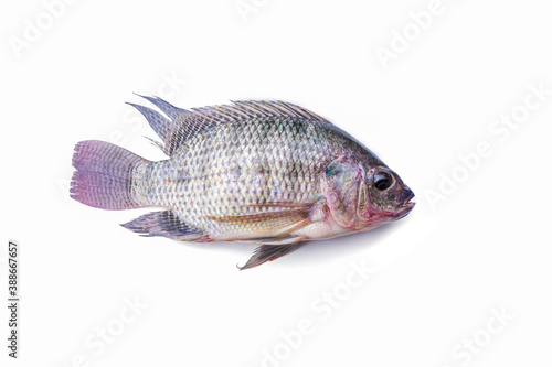 Fresh tilapia fish isolated on the white background