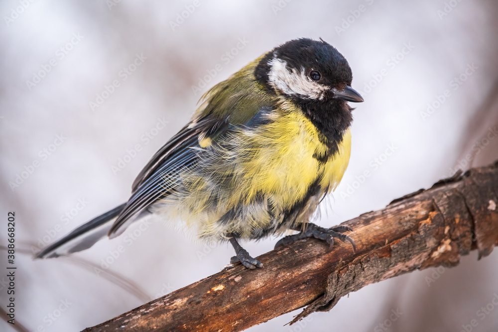 Fototapeta premium Tit with a damaged paw. Cute bird Great tit, songbird sitting on a branch without leaves in the autumn or winter.