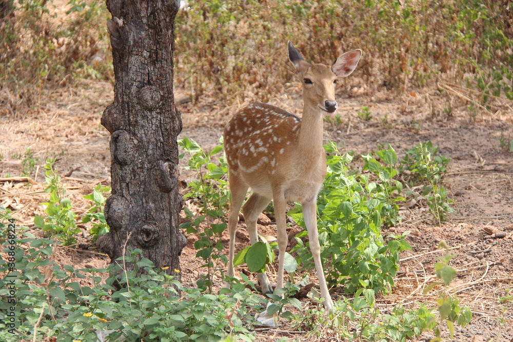 Fototapeta premium Cambodia. Siamese deer (Cervus eldii siamensis) - lives in Cambodia, Laos, Thailand, Vietnam, in the south of China and on the island of Hainan.