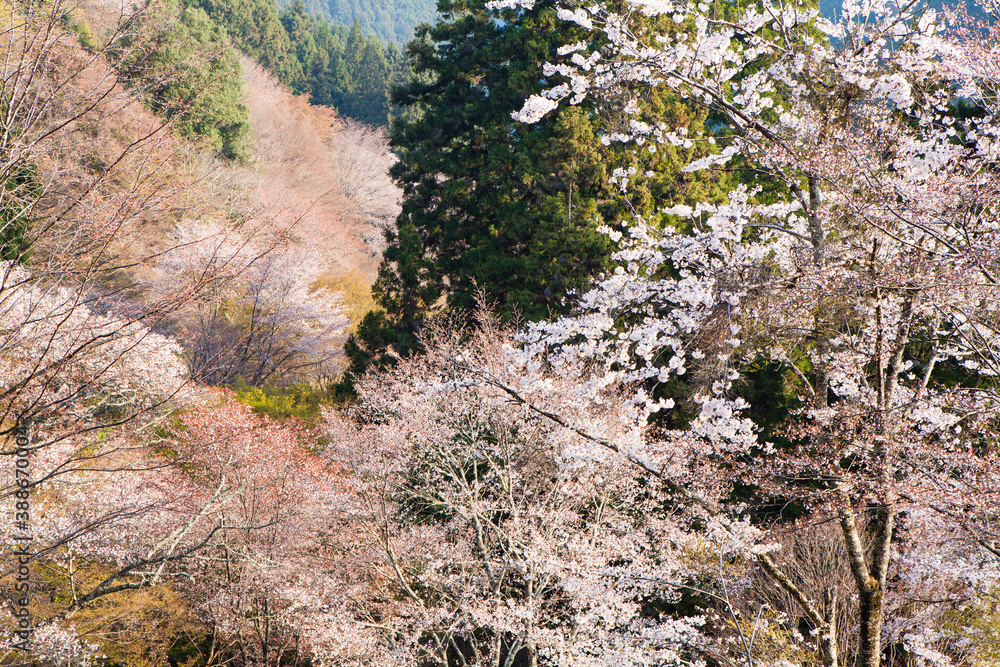 吉野山の桜 吉野山の桜