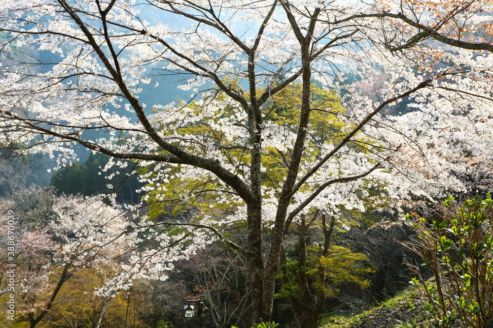 吉野山の桜