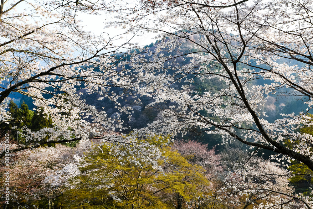 吉野山の桜 吉野山の桜
