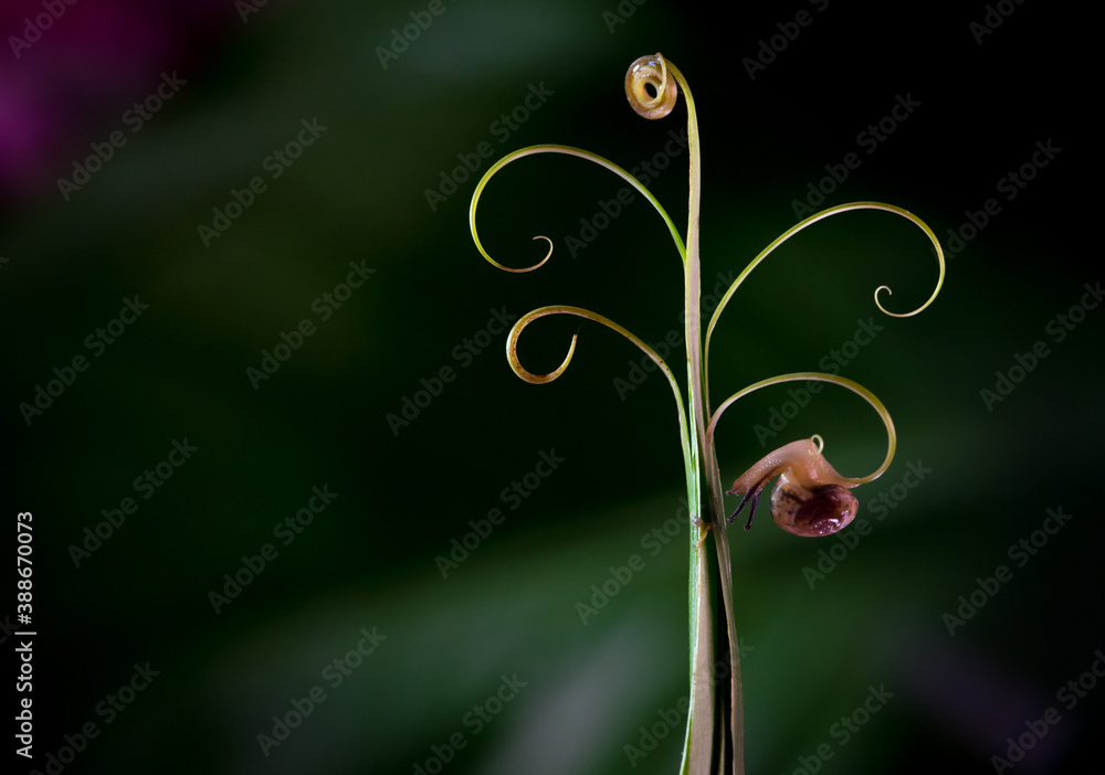 Snail hanging from a curved little branch Snail hanging from a curved little branch