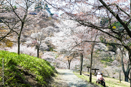 吉野山の桜 © Paylessimages