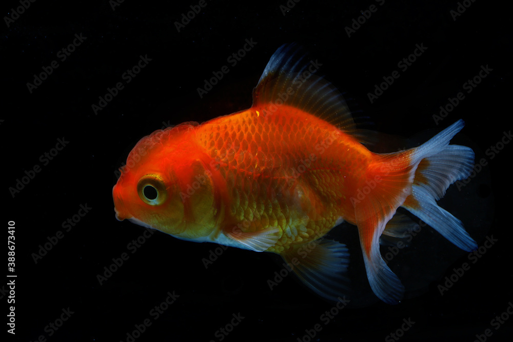 A bright red goldfish (Carassius auratus) is swimming gracefully.
